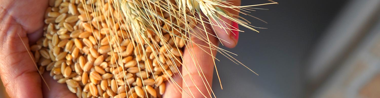 Blé, seigle et orge contenant du gluten alimentaire