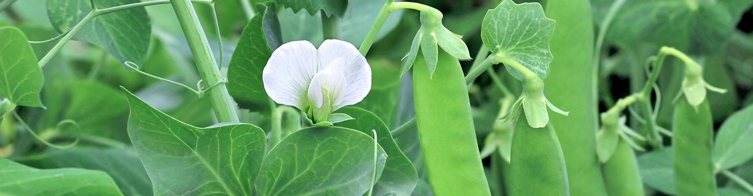 210727_NESTLE_VISUELS_JUILLET-2