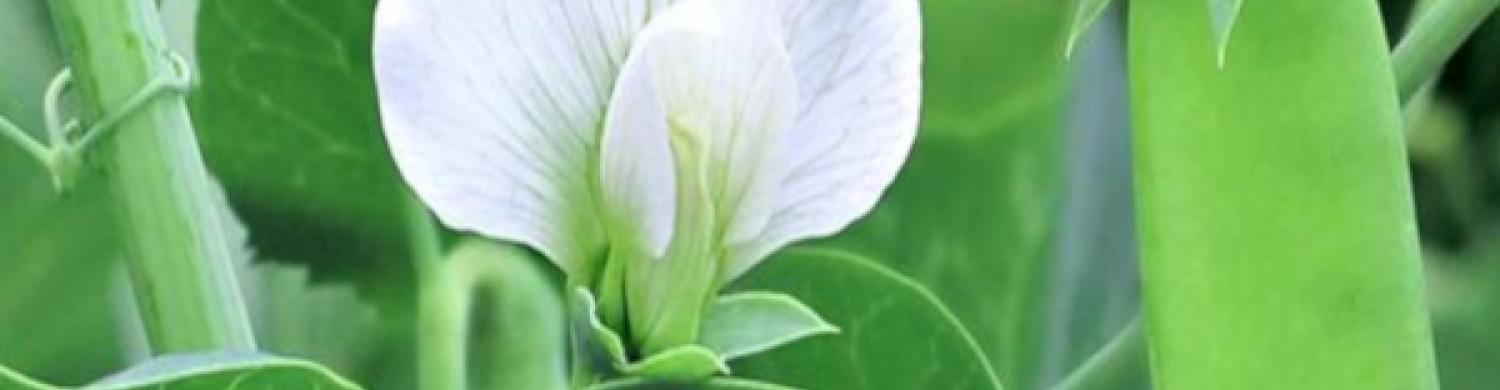 alimentation-durable-vegetal