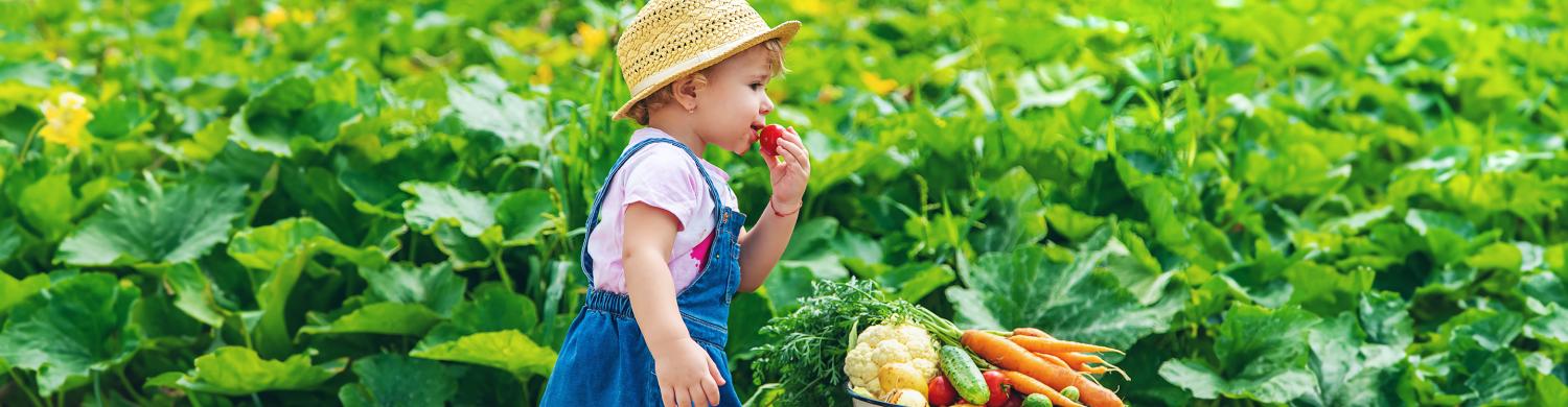 enfant avec un chapeau qui mange une fraise à côté d’une corbeille de fruits et légumes, dans un champ