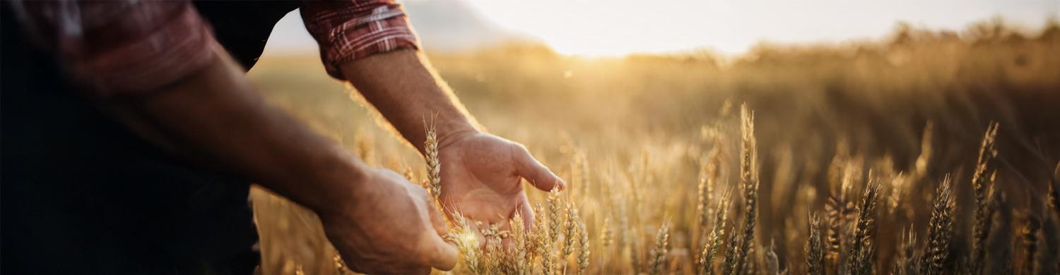 deux mains touchant un épi de blé dans un champ
