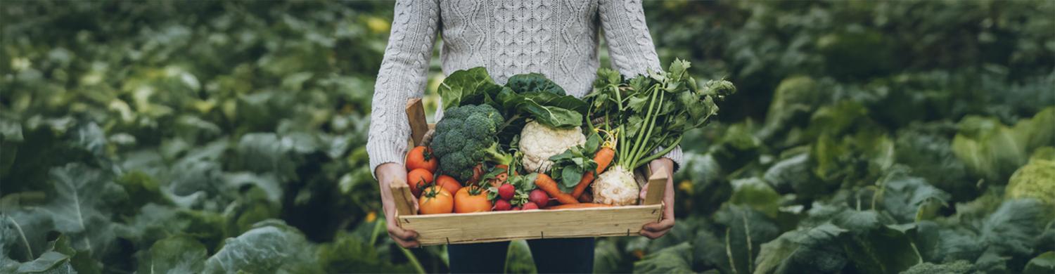 personne tenant un panier de légumes