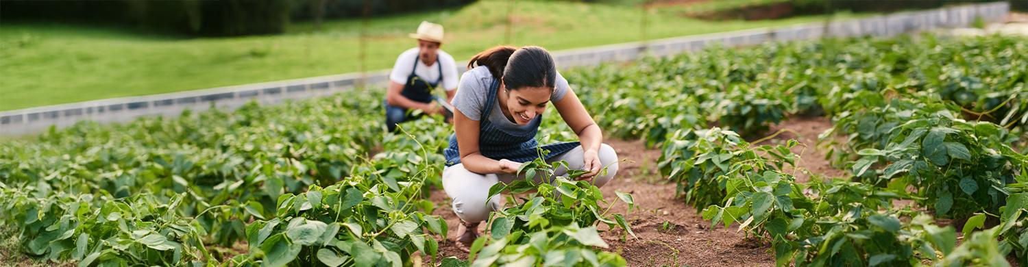 femme travaillant dans un champ de légumes