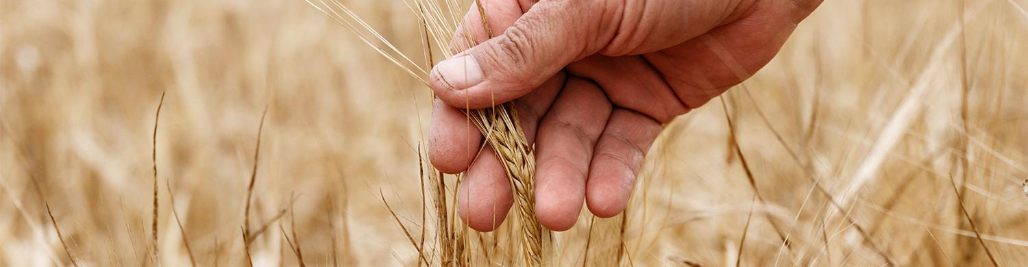 Image Outil Céréales Améliorations Nutritionnelles