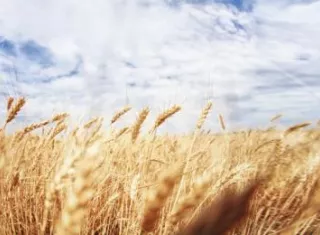 locointolrrance_au_gluten_non_crliaque_oco_format_684_x_385_sans_bandeau_blanc (1)