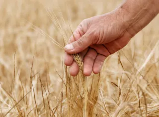 Image Outil Céréales Améliorations Nutritionnelles